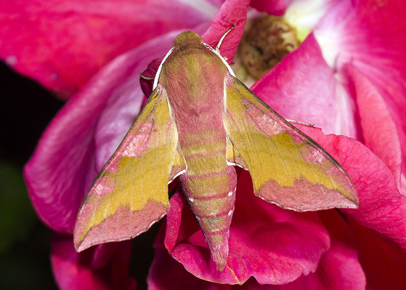 Deilephila porcellus - Sphingidae